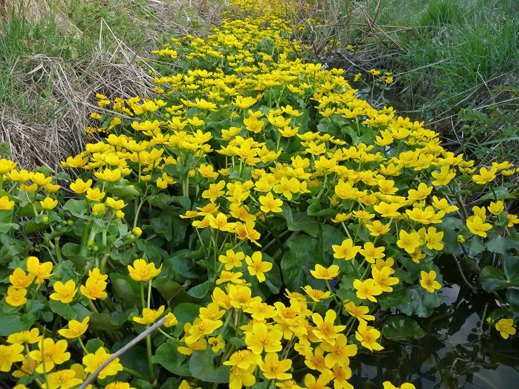 Caltha (Gólyahír)